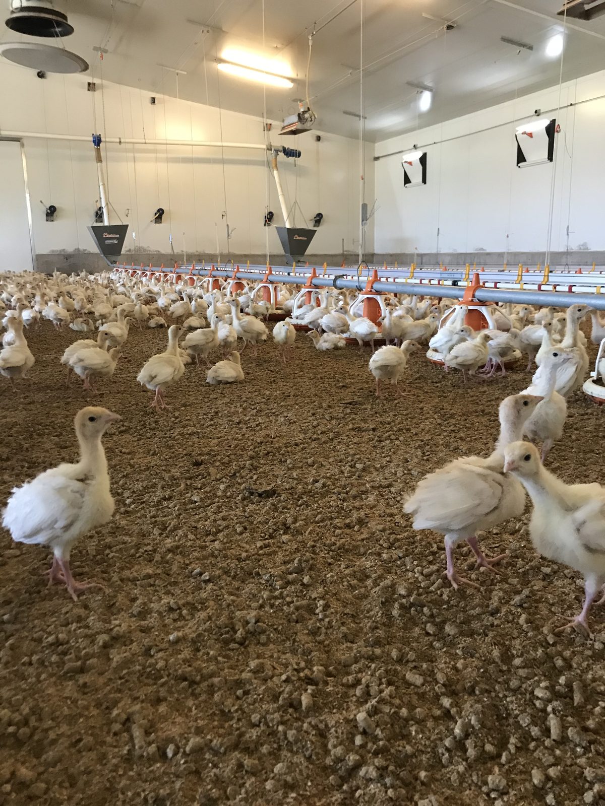 Heranwachsende Puten im Stall